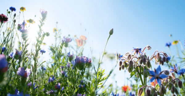 Blumenwiese - CSR-Zertifizierung